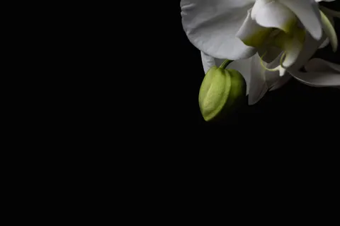 Orchidee 4K-achtergrond · flowers · 3840×2560