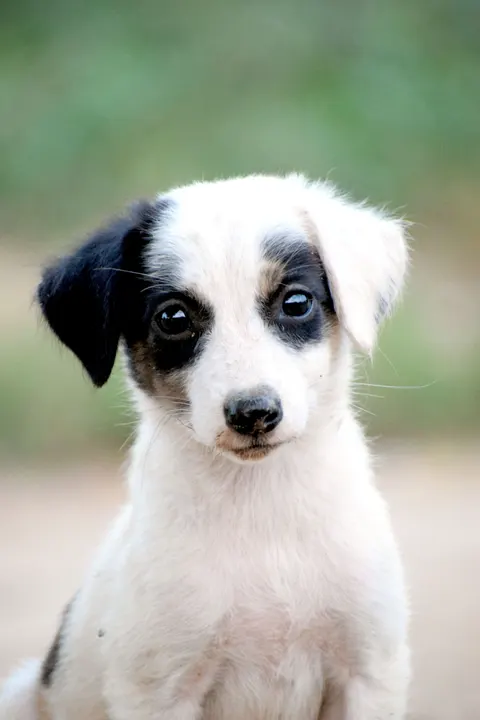 Puppy Phone Wallpaper · pets · 1440×2160
