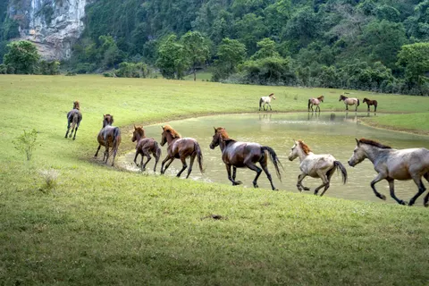 At 4K Duvar Kağıdı · animals · 3840×2560