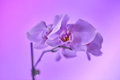 兰花 4K壁纸 · flowers · 3840×2560