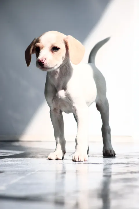 Puppy Phone Wallpaper · pets · 1440×2159