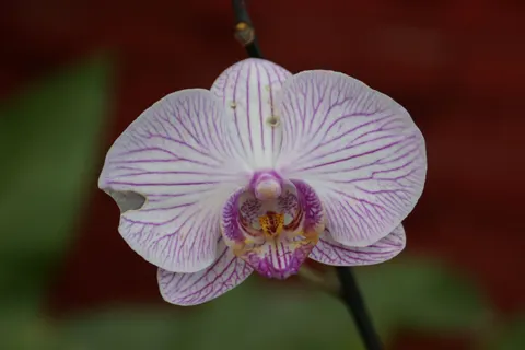 Sfondo Orchidea 4K · flowers · 3840×2560