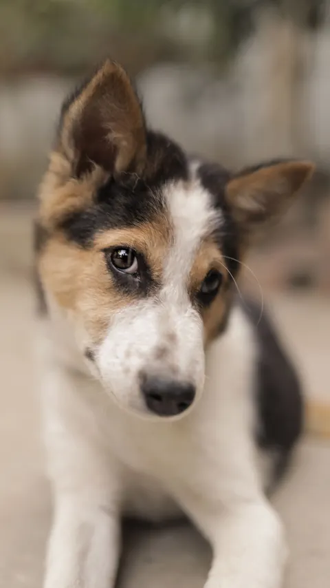 Puppy Phone Wallpaper · pets · 1440×2563