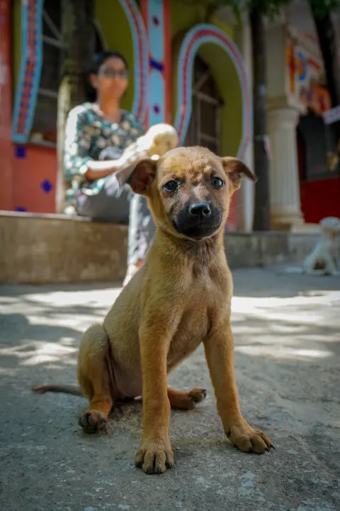 Puppy Phone Wallpaper · pets · 1440×2160