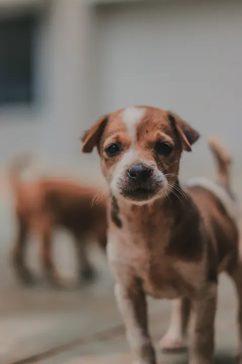 Puppy Phone Wallpaper · pets · 1440×2160