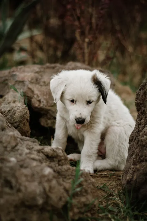 Puppy Phone Wallpaper · pets · 1440×2160