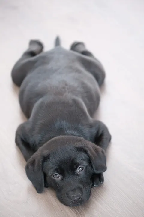 Puppy Telefoon Achtergrond · pets · 1440×2160