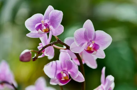 Fond d'écran Orchidée 4K · flowers · 3840×2535