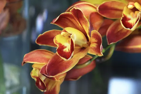 Wallpaper Anggrek 4K · flowers · 3840×2561