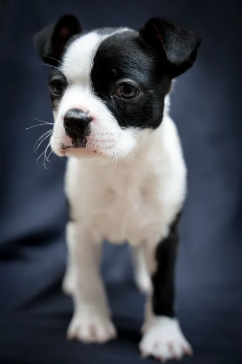 Puppy Phone Wallpaper · pets · 1440×2160