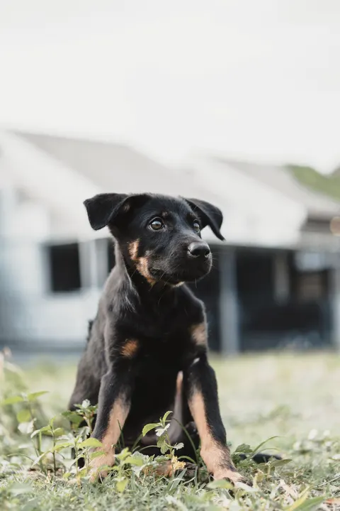 Puppy Phone Wallpaper · pets · 1440×2160