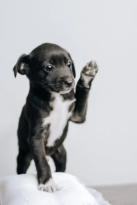 Puppy Phone Wallpaper · pets · 1440×2160