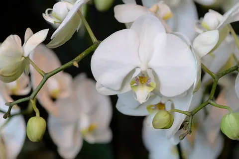 ऑर्किड 4K वॉलपेपर · flowers · 3840×2563
