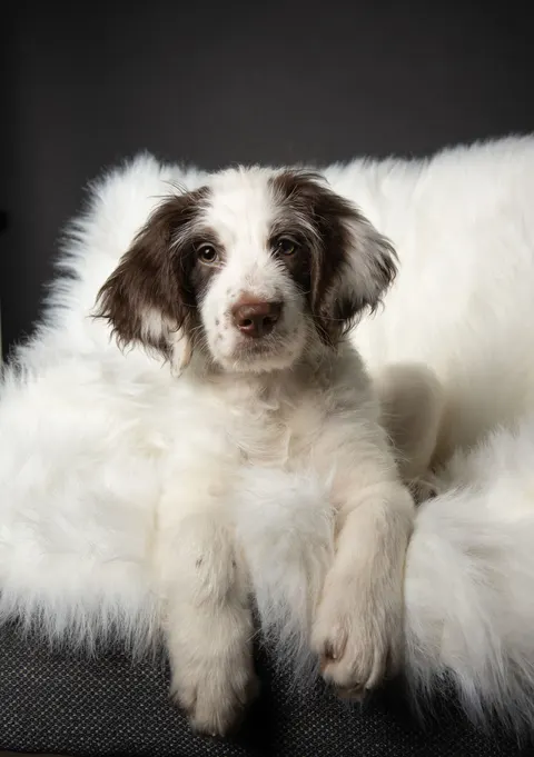 Puppy Phone Wallpaper · pets · 1440×2042