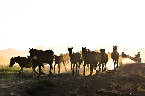 Wallpaper Kuda 4K · animals · 3840×2560