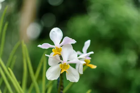 ऑर्किड 4K वॉलपेपर · flowers · 3840×2560