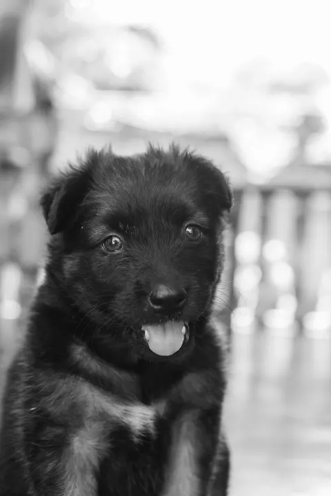 Puppy Phone Wallpaper · pets · 1440×2160