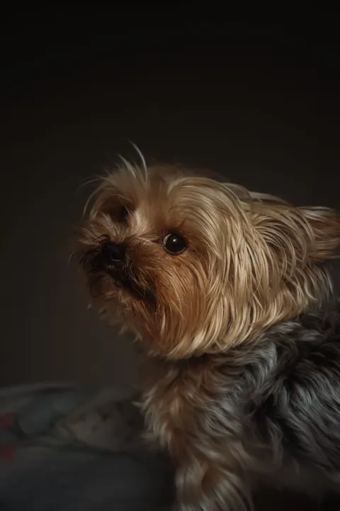 Puppy Phone Wallpaper · pets · 1440×2160