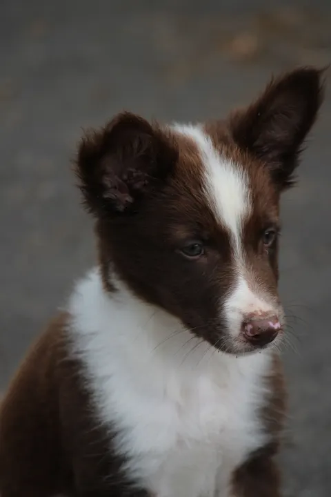 Puppy Phone Wallpaper · pets · 1440×2160