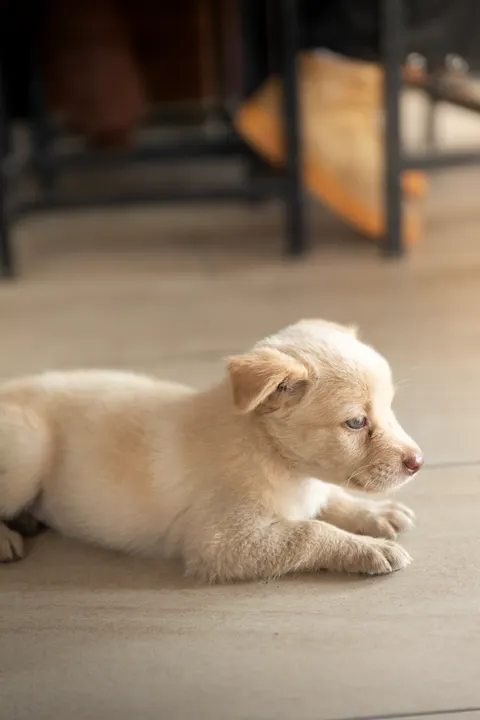 Puppy Phone Wallpaper · pets · 1440×2160