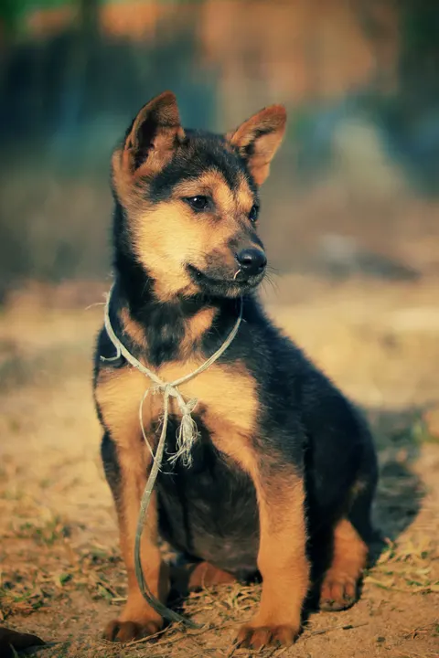 Puppy Phone Wallpaper · pets · 1440×2160