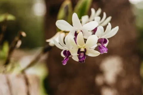 Orchidee 4K Hintergrundbild · flowers · 3840×2560