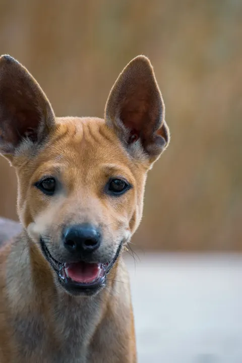 Puppy Phone Wallpaper · pets · 1440×2160