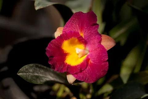 Orchid 4K Wallpaper · flowers · 3840×2560
