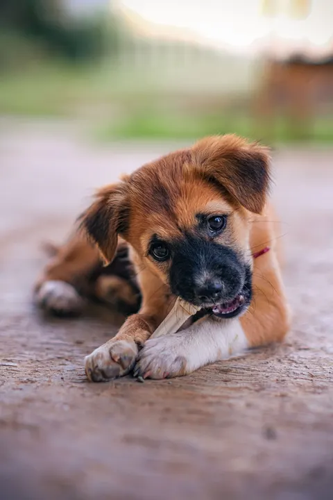 Puppy Phone Wallpaper · pets · 1440×2160