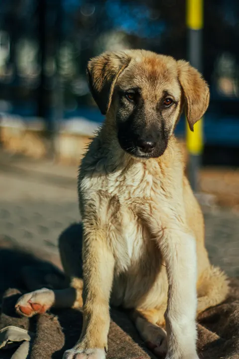 Puppy Phone Wallpaper · pets · 1440×2160