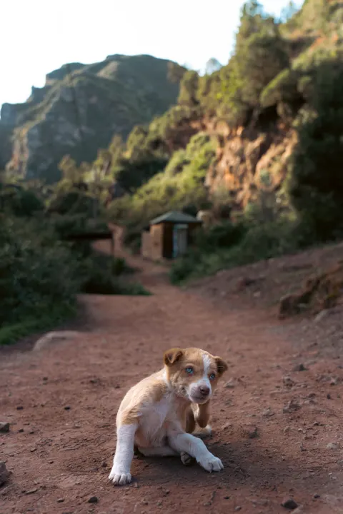 Puppy Phone Wallpaper · pets · 1440×2160