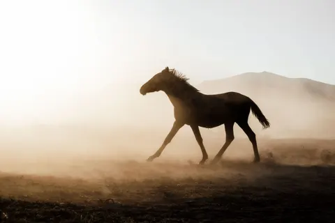 Tapeta Koń 4K · animals · 3840×2560