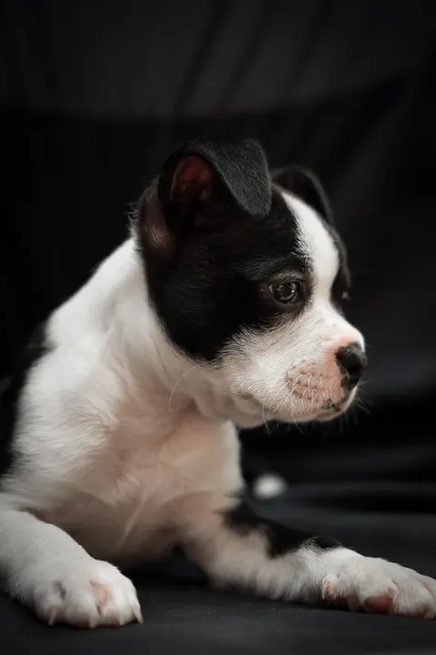 Puppy Phone Wallpaper · pets · 1440×2160