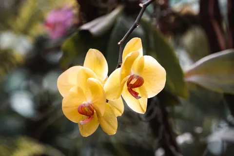Обои Орхидея 4K · flowers · 3840×2560