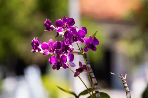 خلفية أوركيد بدقة 4K · flowers · 3840×2560