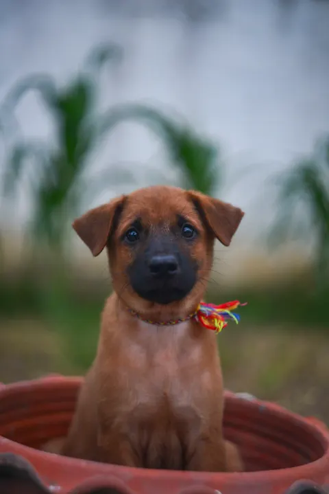 Puppy Phone Wallpaper · pets · 1440×2158