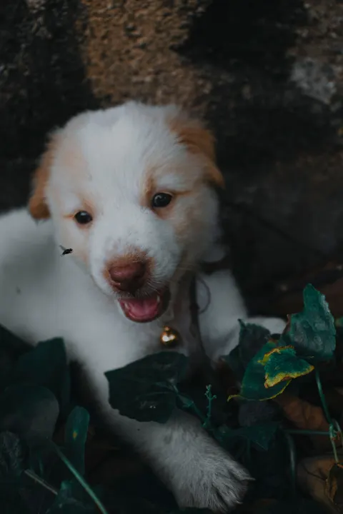 Puppy Phone Wallpaper · pets · 1440×2160