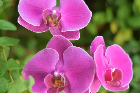 والپیپر ارکیده با کیفیت 4K · flowers · 3840×2560