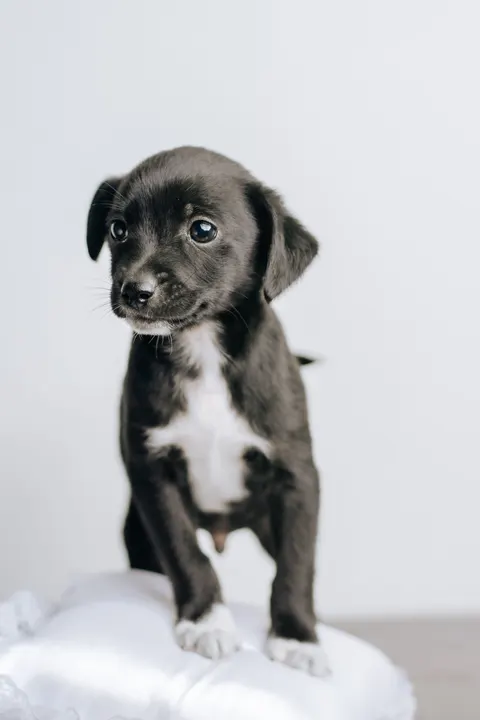 Puppy Phone Wallpaper · pets · 1440×2160