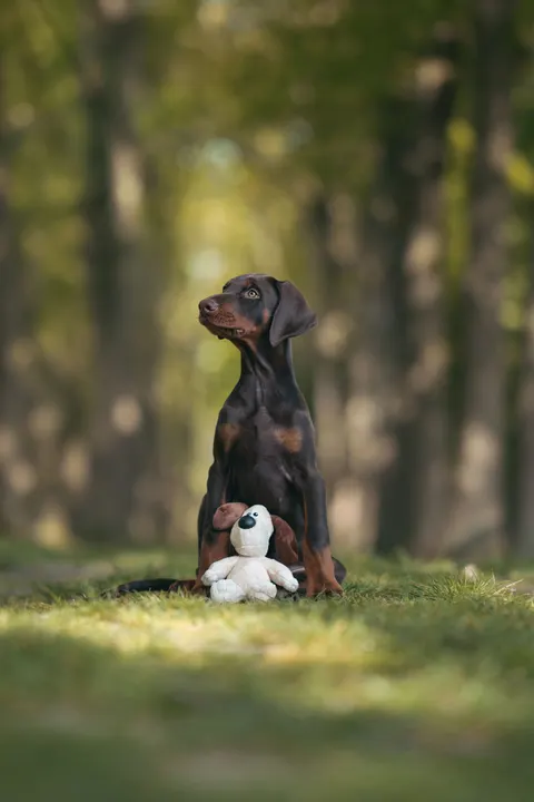 Puppy Phone Wallpaper · pets · 1440×2161