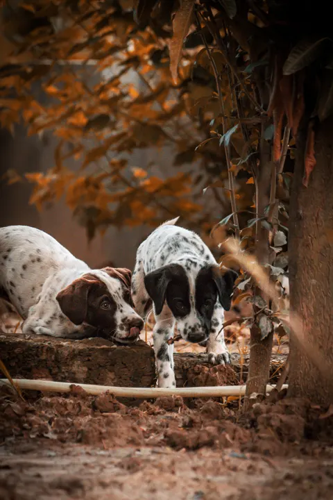 Puppy Phone Wallpaper · pets · 1440×2160