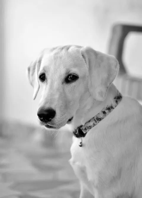 Puppy Phone Wallpaper · pets · 1440×2008