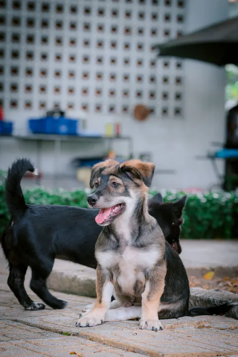 Puppy Phone Wallpaper · pets · 1440×2160