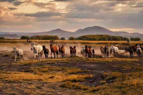 Sfondo Cavallo 4K · animals · 3840×2561