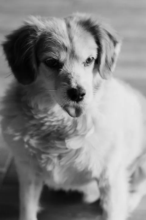 Puppy Phone Wallpaper · pets · 1440×2160
