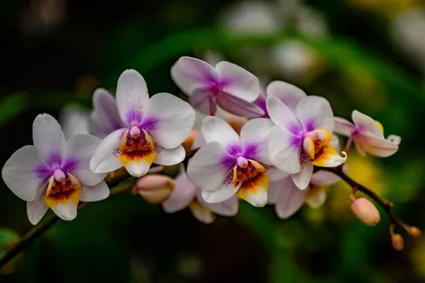 Hình nền Hoa lan 4K · flowers · 3840×2563