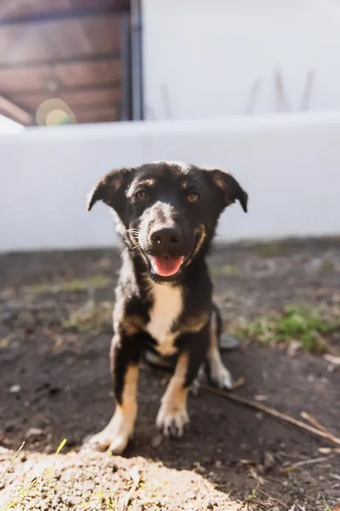 Puppy Phone Wallpaper · pets · 1440×2159