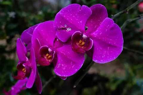Fondo de pantalla Orquídea 4K · flowers · 3840×2560