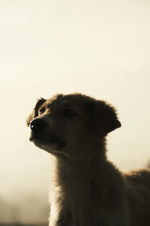 पिल्ला मोबाइल वॉलपेपर · pets · 1440×2160