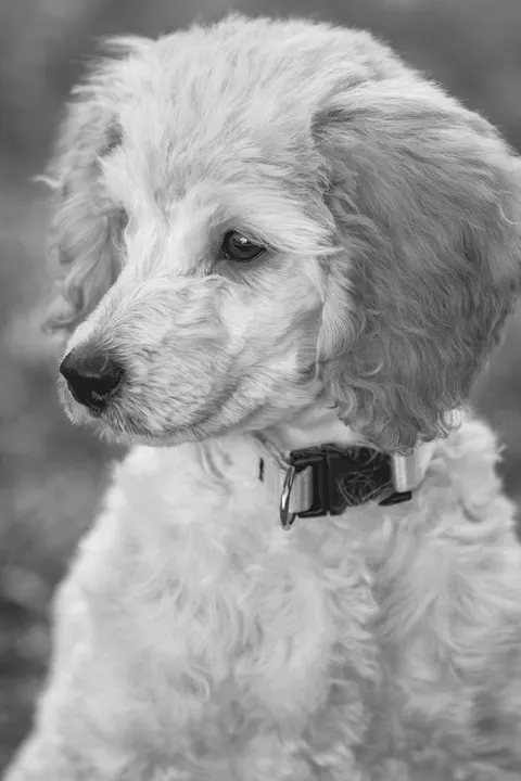 Puppy Phone Wallpaper · pets · 1440×2160